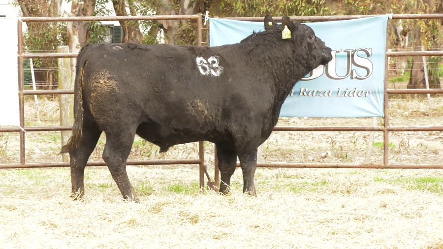 Lote TOROS ANGUS NEGROS  PC