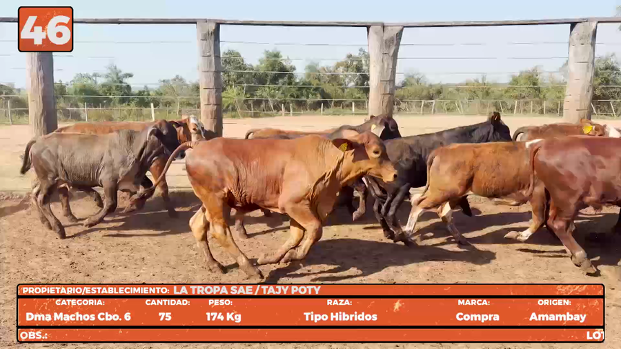 Lote LOTE 46