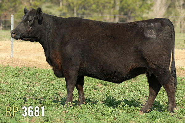 Lote 3 VACAS PREÑADAS PURAS DE PEDIGREE