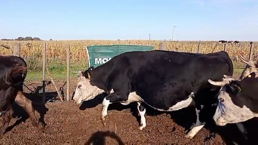 Lote 10 Vacas C/Gtia de preñez en Pellegrini