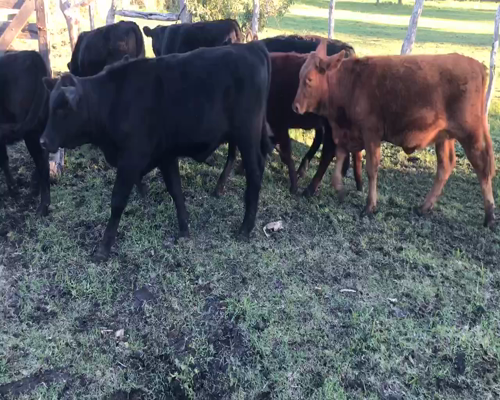 Lote 68 Terneros/as en Durazno, Entre Ríos