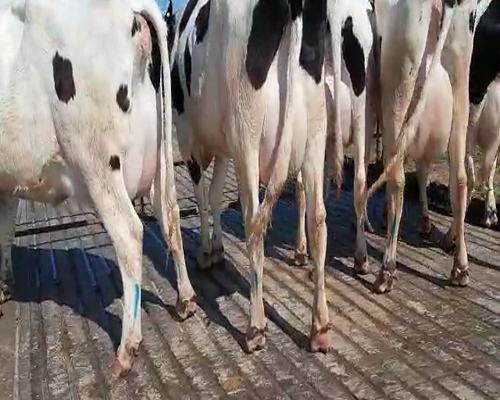 Lote VAQUILLONAS PREÑADAS