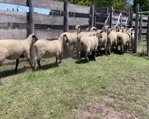 Lote 17 Borregas en Soriano, Dolores