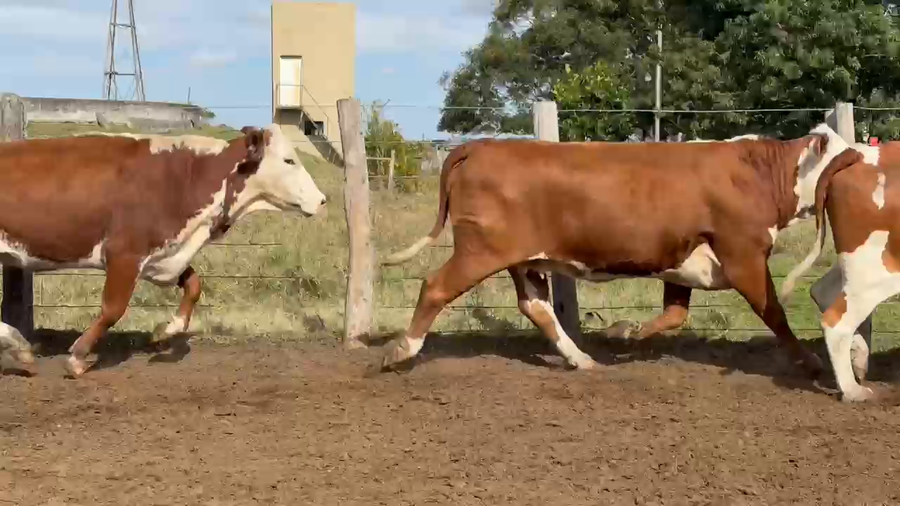 Lote 190 Vacas de invernar en Corrientes, Tapebicuá
