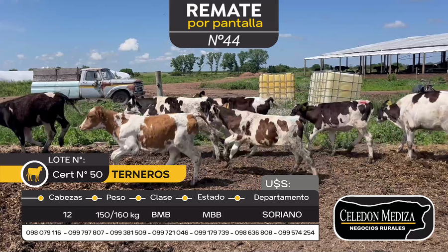 Lote 12 Terneros en Agraciada, Soriano