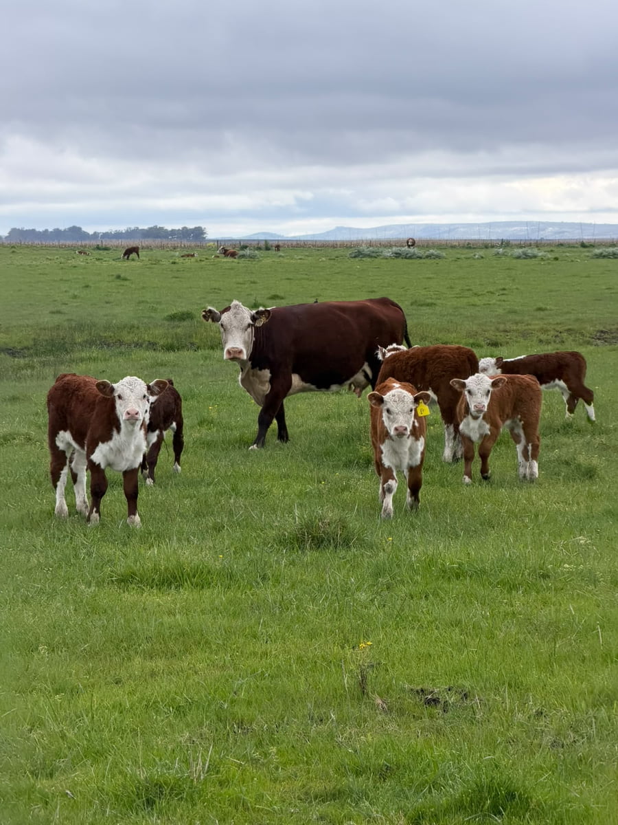 Lote 40 Vacas con Cría