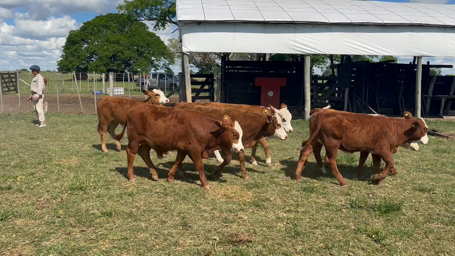 Lote 48 Terneros/as en Corrientes, Lavalle