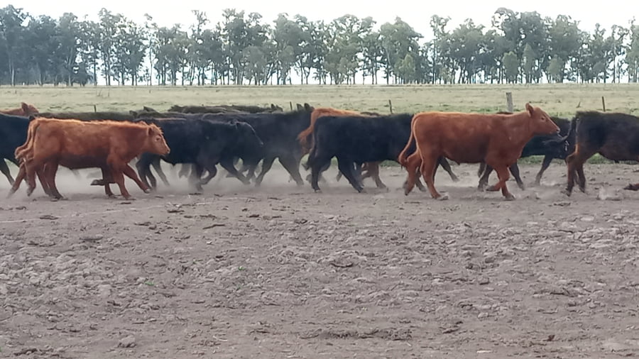 Lote 35 Terneros en Buenos Aires, Tapalqué