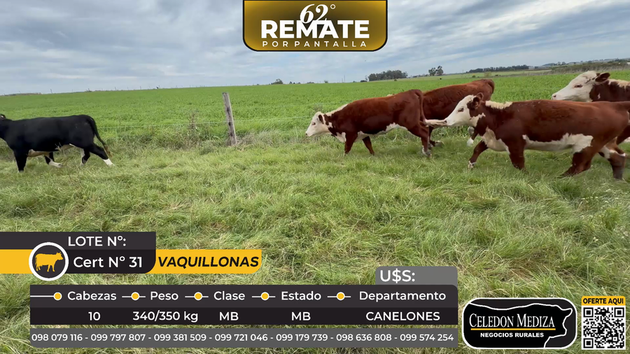 Lote 10 Vaquillonas  en Ruta 36, a 8 km de Los Cerrillos, Canelones