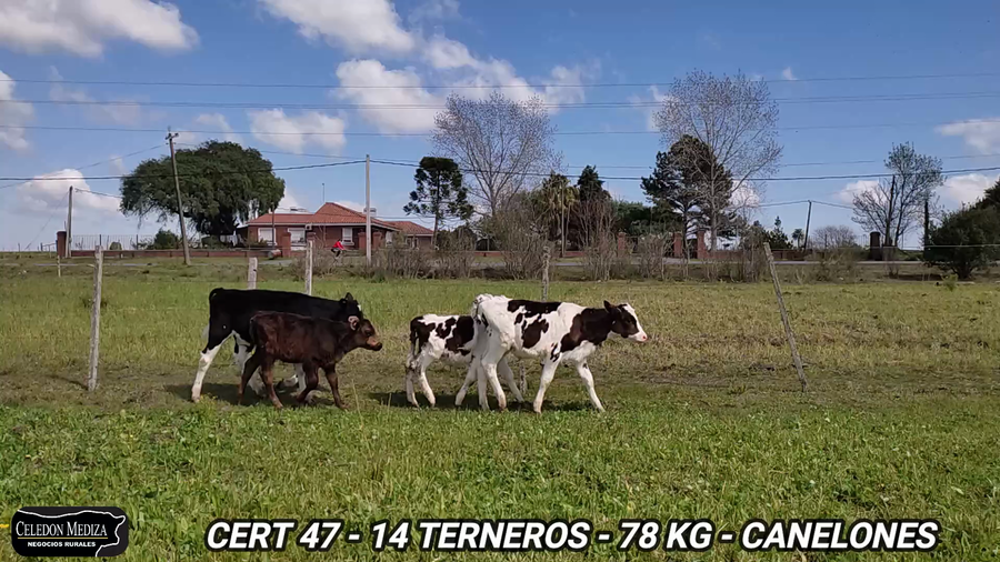 Lote 14 Terneros en Canelones