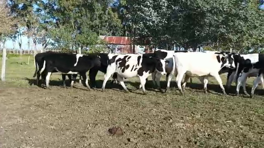 Lote 11 Novillos HOLANDO a remate en 4to remate ENTRE MARTILLOS 280kg - , San José