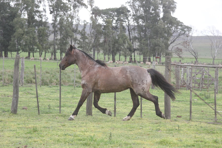 Lote PATACON CAÑA LARGA