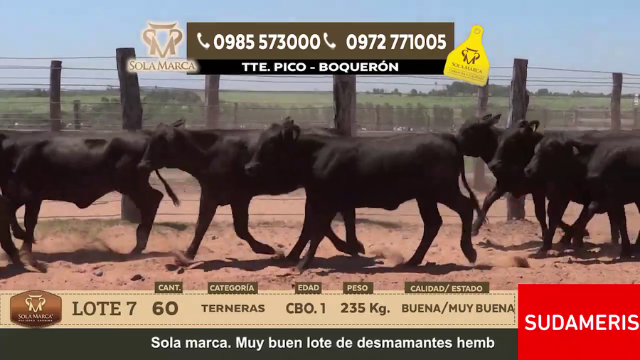 Lote Lote 7