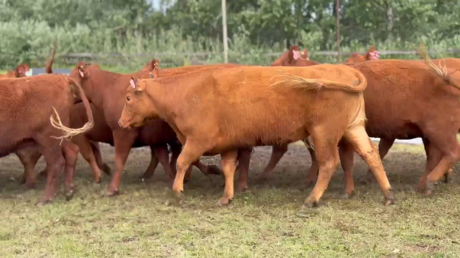 Lote 10 Vaquillonas preñadas