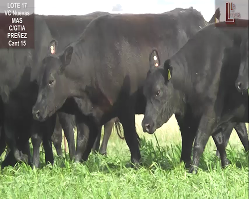Lote VACAS A. ANGUS NEGRAS NUEVAS MAS C/ GTIA DE PREÑEZ