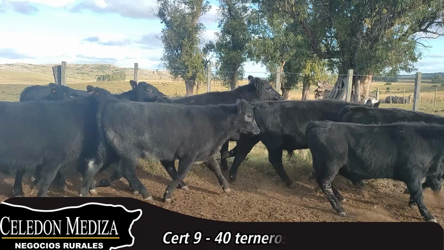 Lote 40 Terneros en Lavalleja