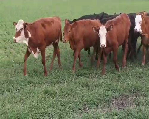 Lote 117 Terneros/as en Villaguay, Entre Ríos