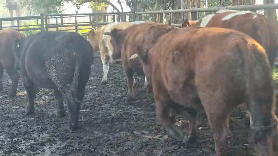Lote 45 Novillo Gordo en Pelarco, VII  Región Maule