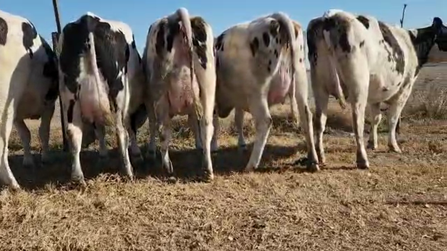 Lote Victor Pietrobon - Vaquillonas Preñadas