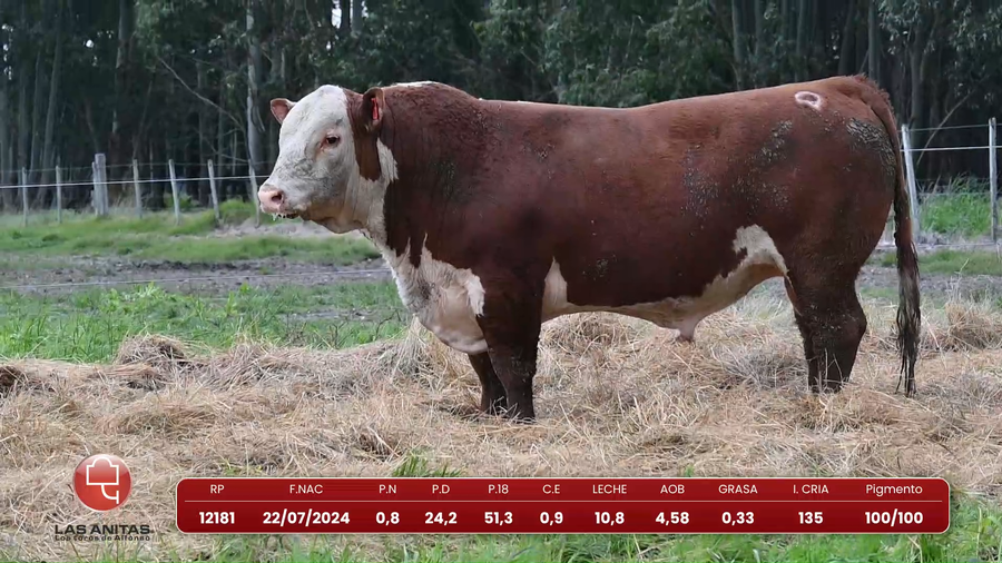 Lote Lote 6