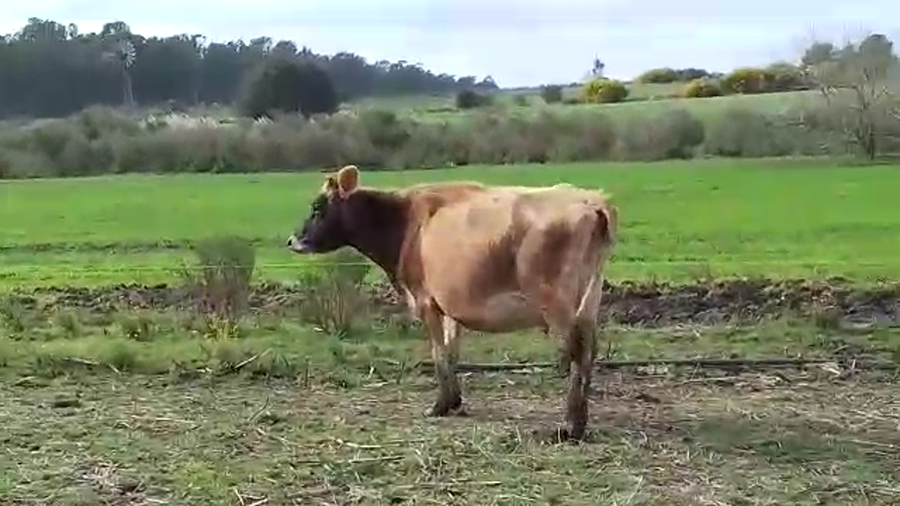 Lote 2 Vacas de Invernada YERSEY a remate en PANTALLA CAMY - SAN JOSE  1500 VACUNOS 380kg - , San José