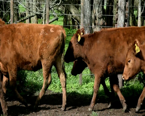 Lote 20 TERNERAS COLORADAS 220-230 KG DE 12 MESES DE EDAD. DE  " SAN MANUEL  " DE LANDAJO