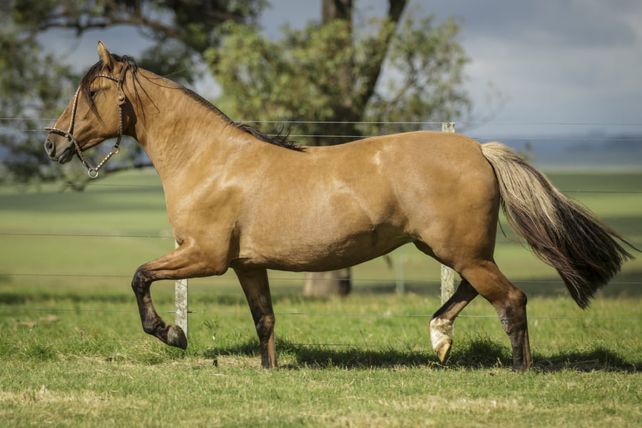 Lote Rienda Corta 592 De La Casilla