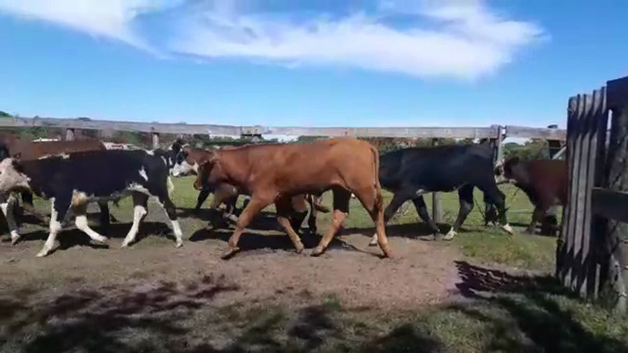 Lote 53 Novillitos en Goya, Corrientes