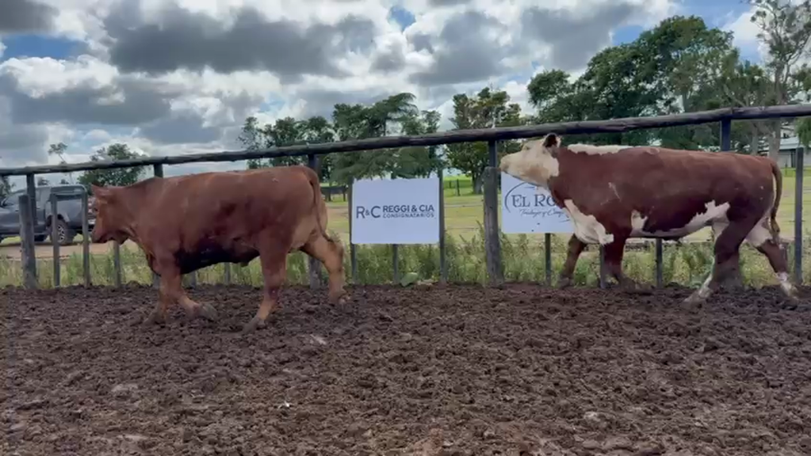 Lote 34 Novillos exportación