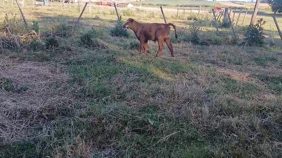 Lote 6 Terneros a remate en Ultima pantalla del año - Escritorio Camy, San José