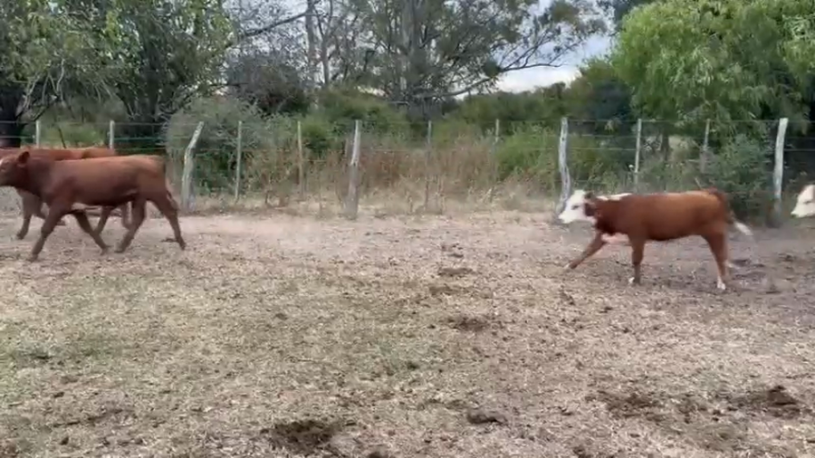 Lote 70 Terneros/as en Federal, Entre Ríos