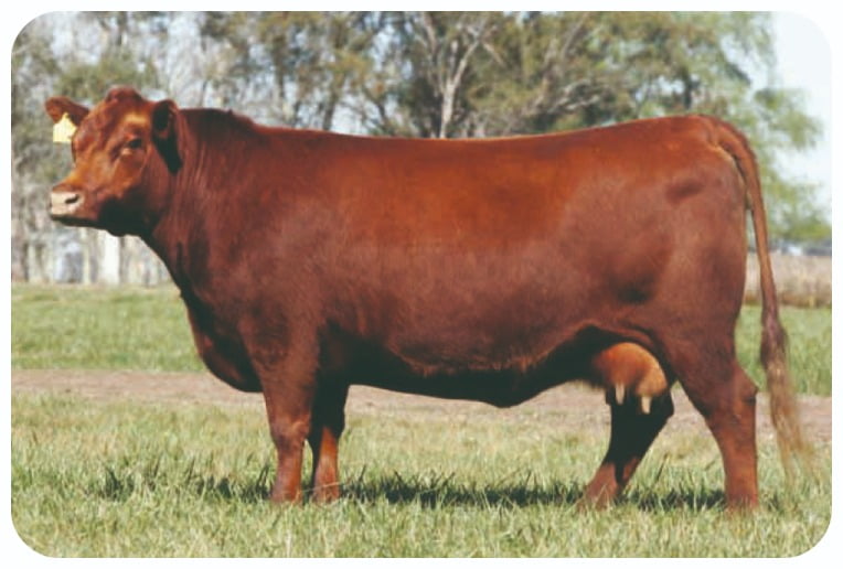 Lote 3 Terneras Puras de Pedigree Coloradas ELITE