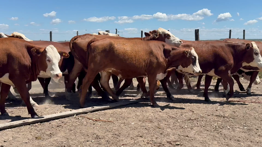 Lote 78 Vaquillonas en Corrientes, Monte Caseros