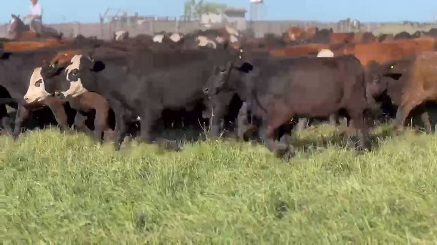 Lote 180 Novillitos