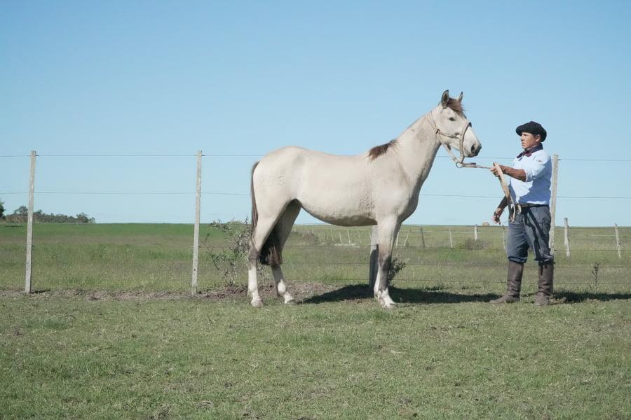 Lote MACARENA PORTUGUESA