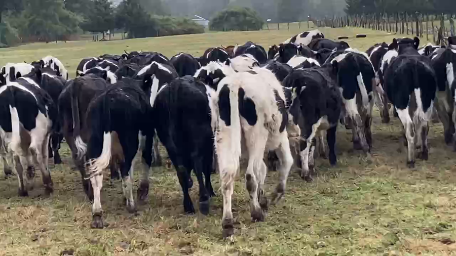 Lote 60 Novillo Engorda en Osorno, X Región Los Lagos