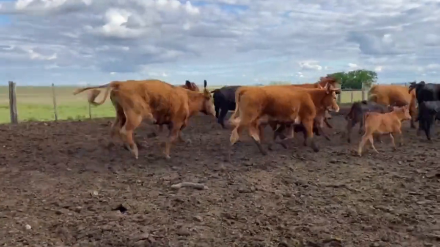 Lote Piezas de cría