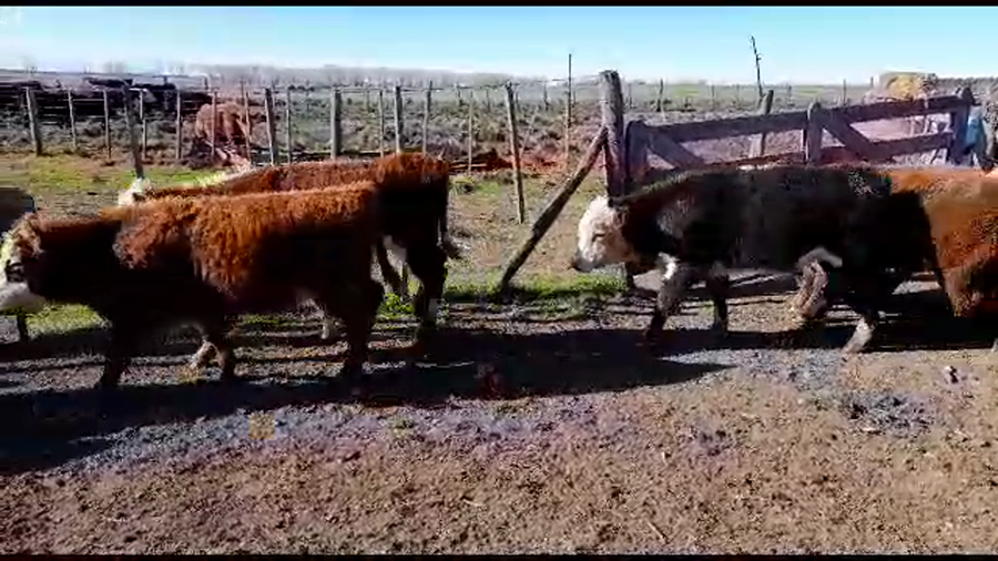 Lote 24 Terneros/as en Chillar, Buenos Aires