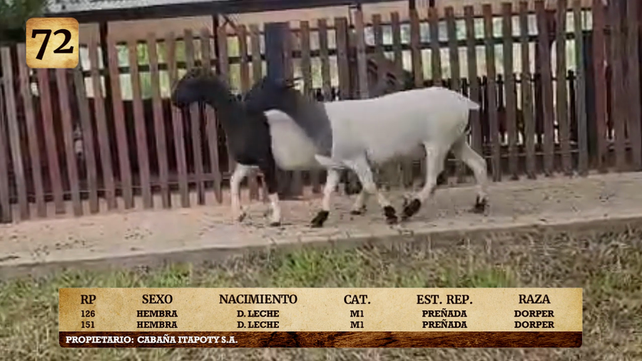 Lote LOTE 72