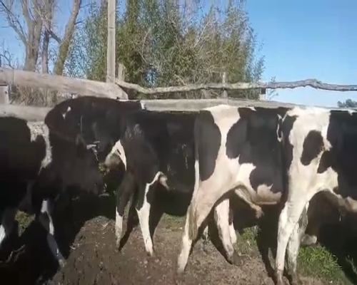 Lote 5 Novillos HOLANDO a remate en Pantalla Camy 350 - 370kg - , San José