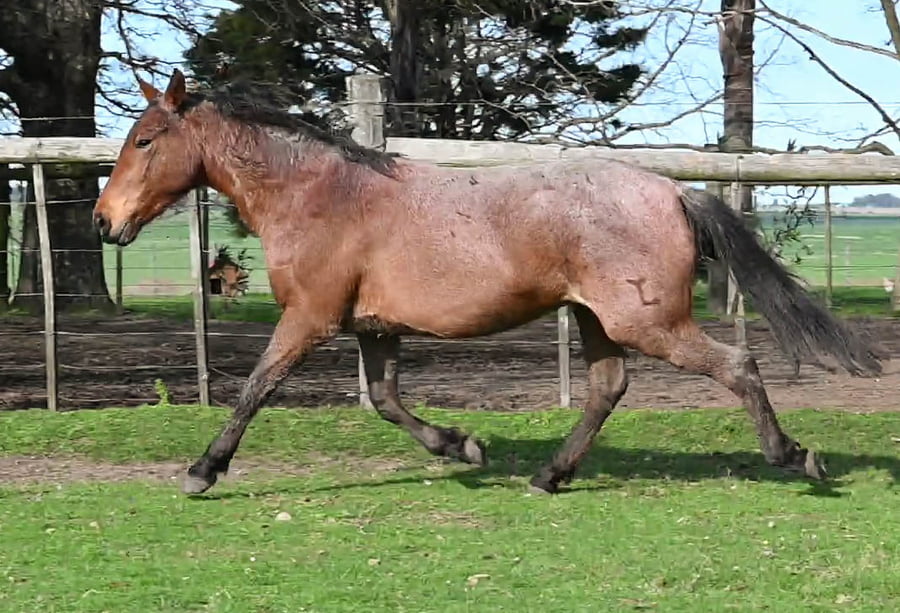 Lote MUNDIALERA MOLLES