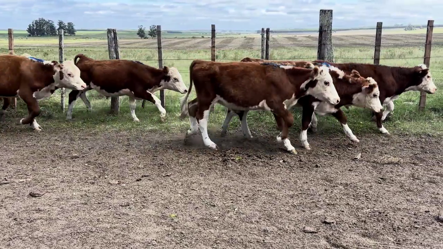 Lote NOVILLOS 1-2 AÑOS