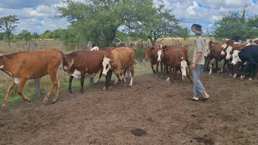 Lote 70 Novillitos