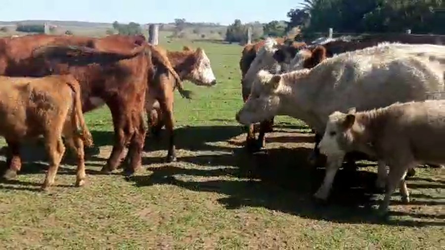 Lote 20 piezas de cria con hembras hereford y cruzas