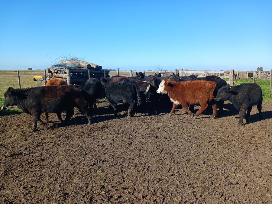 Lote 21 Terneros/as en Rauch