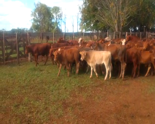 Lote 130 Terneros en Virasoro, Corrientes