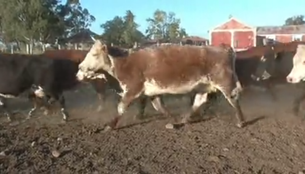 Lote (Vendido)53 Vaquillonas Vacas Preñadas 23 HE, 9 HE RA, 8 AA HE, 4 AA, 2 BD HE, 2 AA NO, 2 SH, 1 RA, 1 RA LI a remate en 219˚ Remate Plaza Rural 470kg - , Durazno