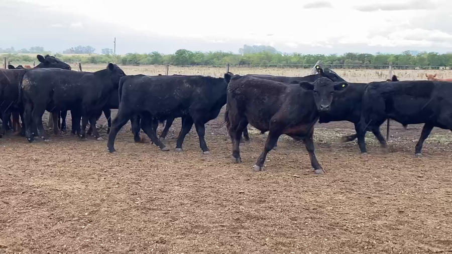 Lote 48 Novillitos en Villaguay, Entre Ríos