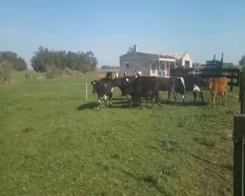 Lote 7 Vaquillonas 1 a 2 años JERSEY Y KIKI a remate en Pantalla Camy 0 - 0kg - , San José