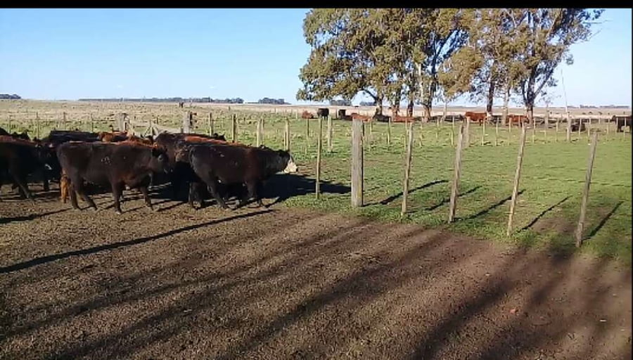 Lote 25 Terneros/as en Benito Juárez, Buenos Aires